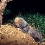 Middle East Blind Mole Rat