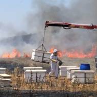 Burning bee hives Gaza belt