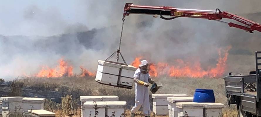 Burning bee hives Gaza belt
