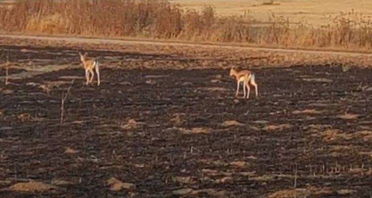 Surviving animals wander in destroyed habitat.