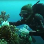 Diving in Eilat's coral reefs. (Screenshot)