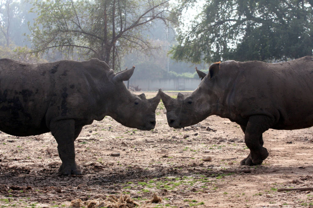 The baby rhinoceros' parents at the Ramat Gan Safari near Tel Aviv. (Flash90)