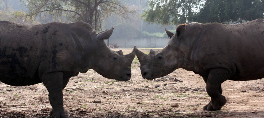 The baby rhinoceros' parents at the Ramat Gan Safari near Tel Aviv. (Flash90)