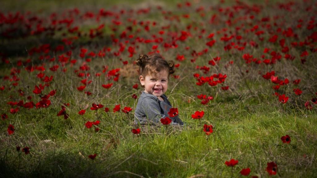 Anemones carpet in southern Israel