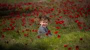 Anemones carpet in southern Israel