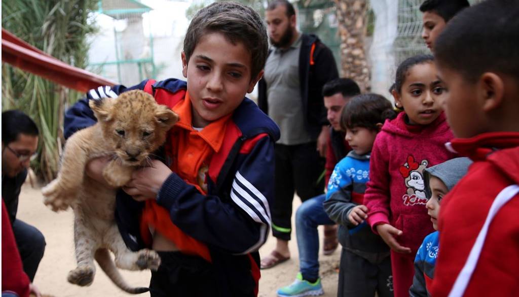 Gaza Lion Cubs