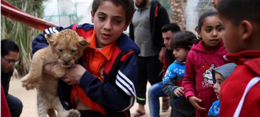 Gaza Lion Cubs