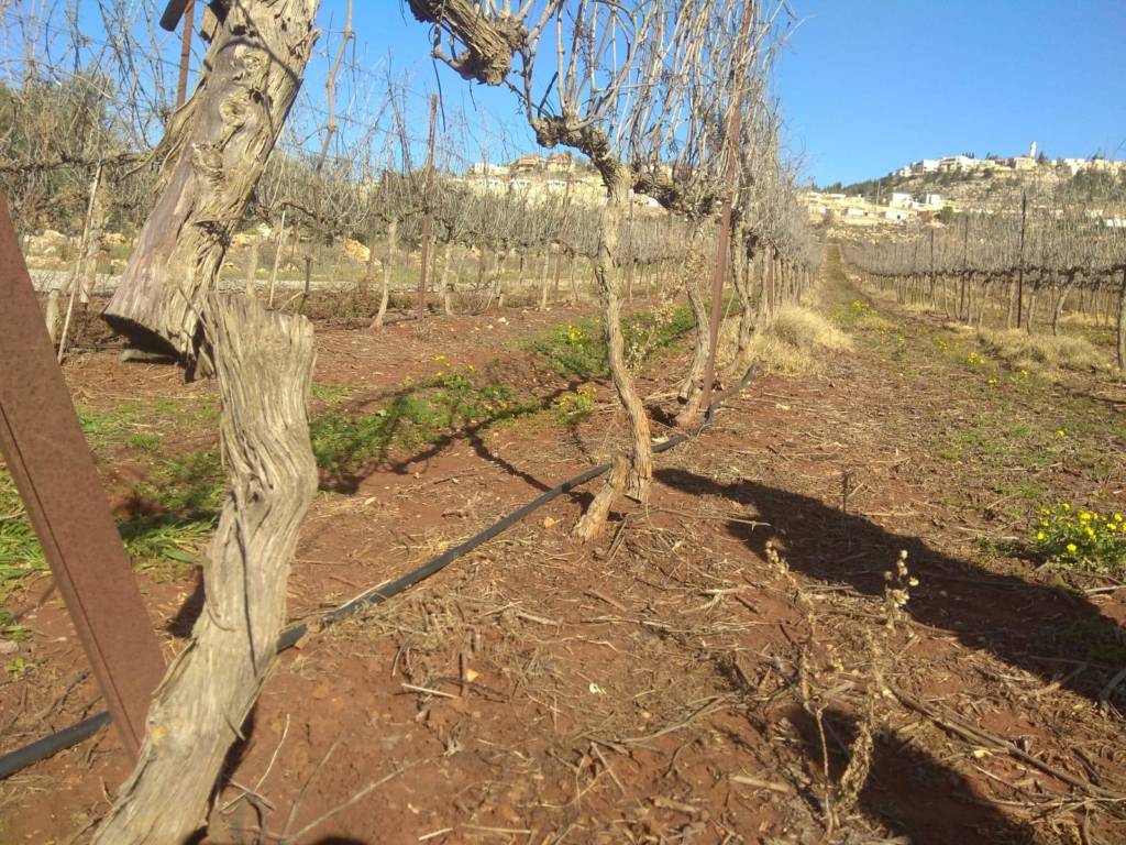 Destroyed vines at the Shiloh vineyard. (TPS)