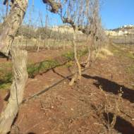 Destroyed vines at the Shiloh vineyard. (TPS)
