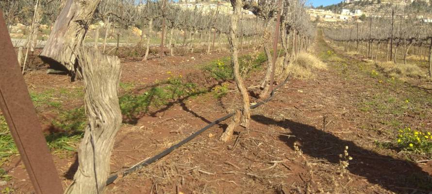 Destroyed vines at the Shiloh vineyard. (TPS)