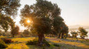 Trees in Israel