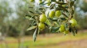 Olive tree