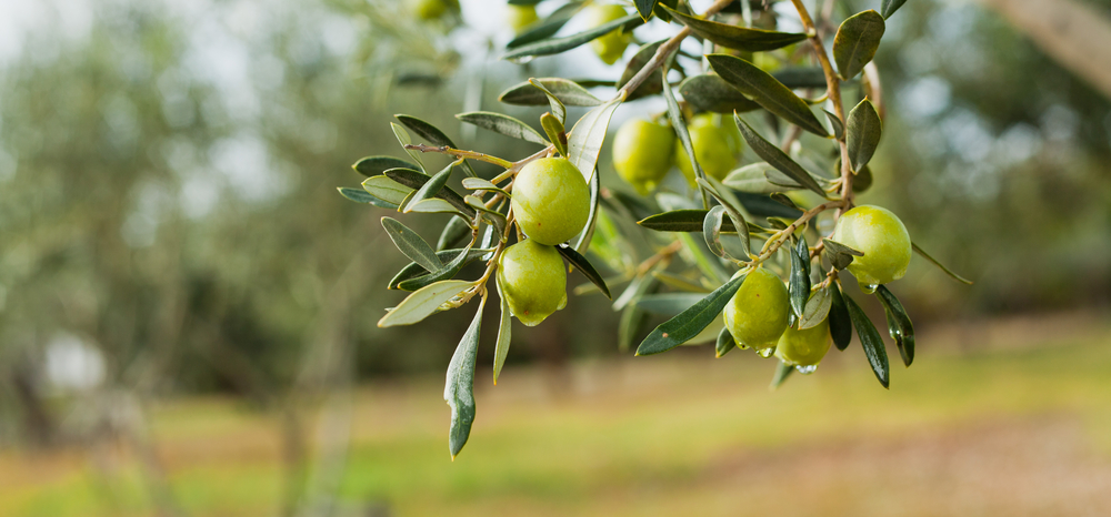 Olive tree