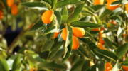 orange tree