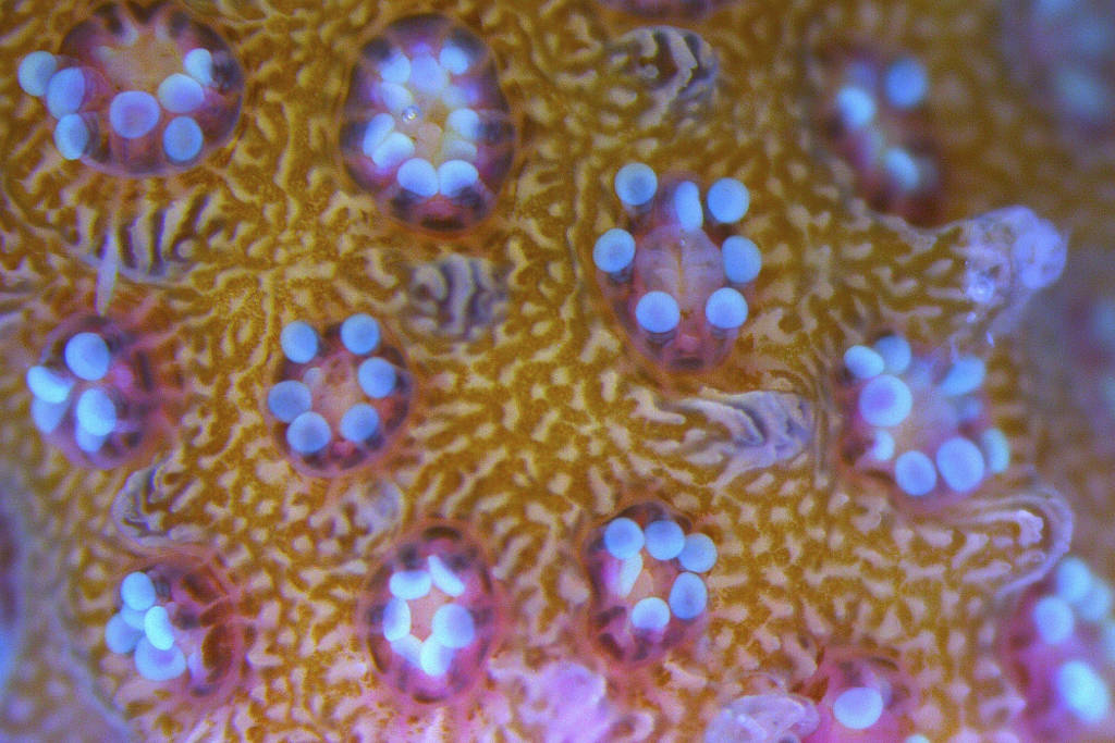 A fragment of a Israeli coral. (AP Photo/Ariel Schalit)