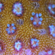 A fragment of a Israeli coral. (AP Photo/Ariel Schalit)