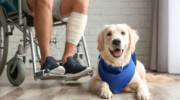 Israeli service dogs assist former IDF soldiers. (shutterstock)