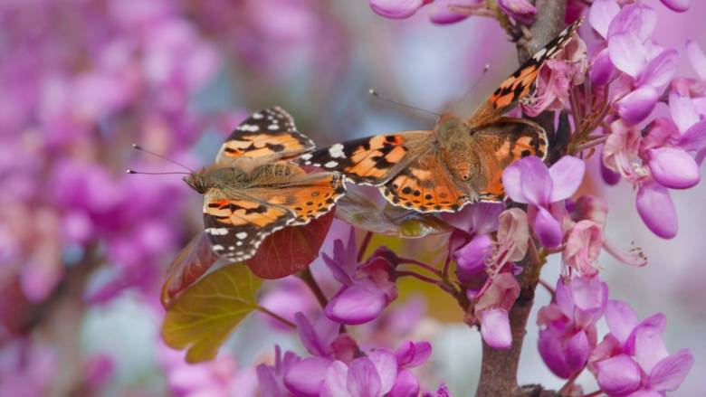 Butterflies Paint A Beautiful Picture In Israel United With Israel   Butterfly IL Dina Bersano 1168x657 780x439 