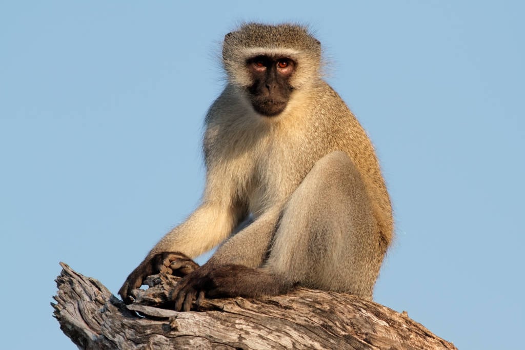 Vervet monkey. (shutterstock)