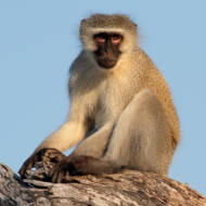 Vervet monkey. (shutterstock)