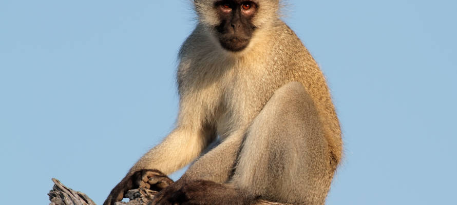 Vervet monkey. (shutterstock)