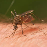 Tasmanian Mosquito (Wikipedia)