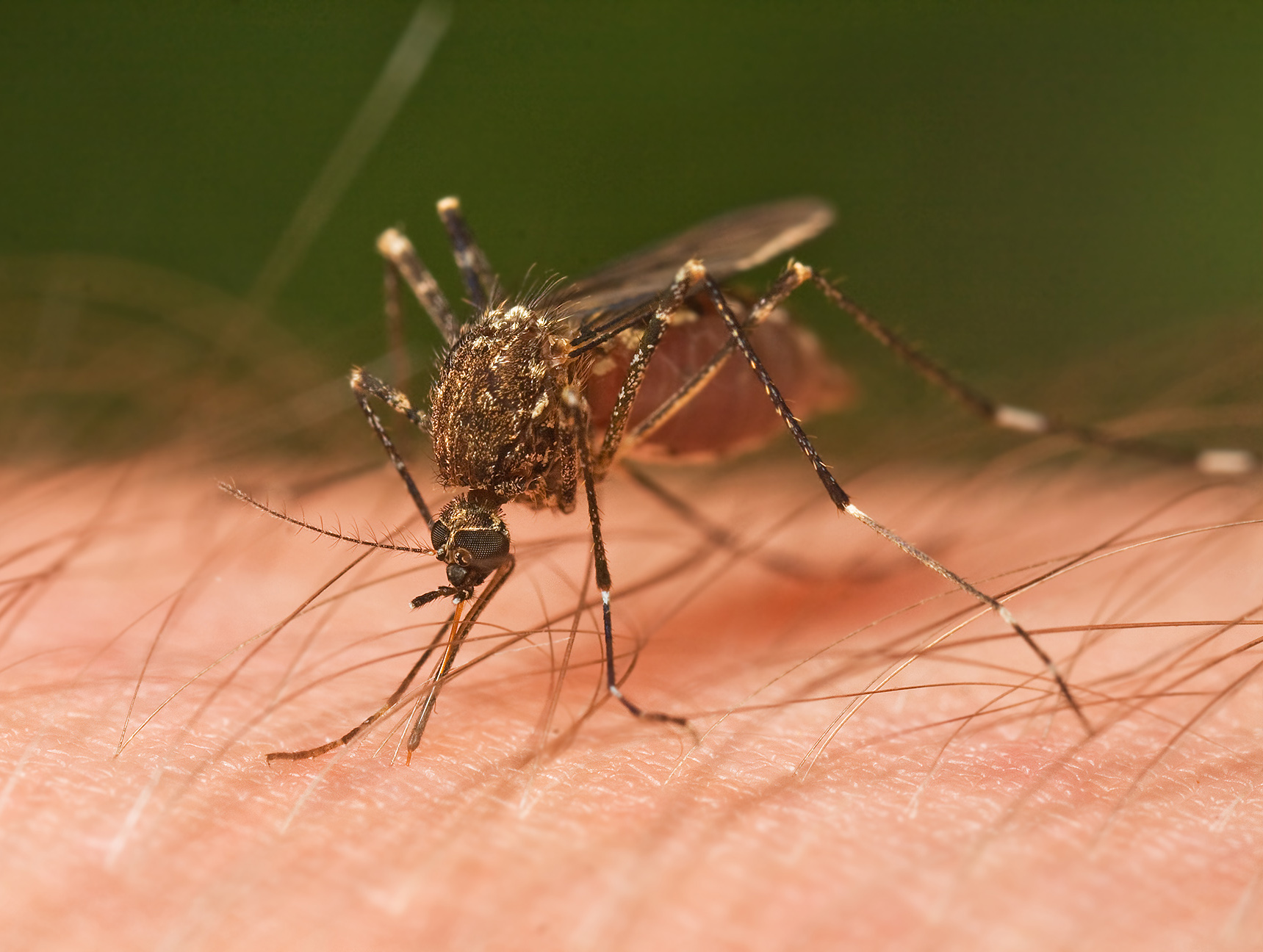 Israeli Researchers Say They've Discovered 'a Safe, New Method to Prevent Mosquito Bites' - Vimarsana News