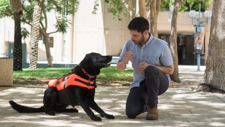 Haptic vests dogs