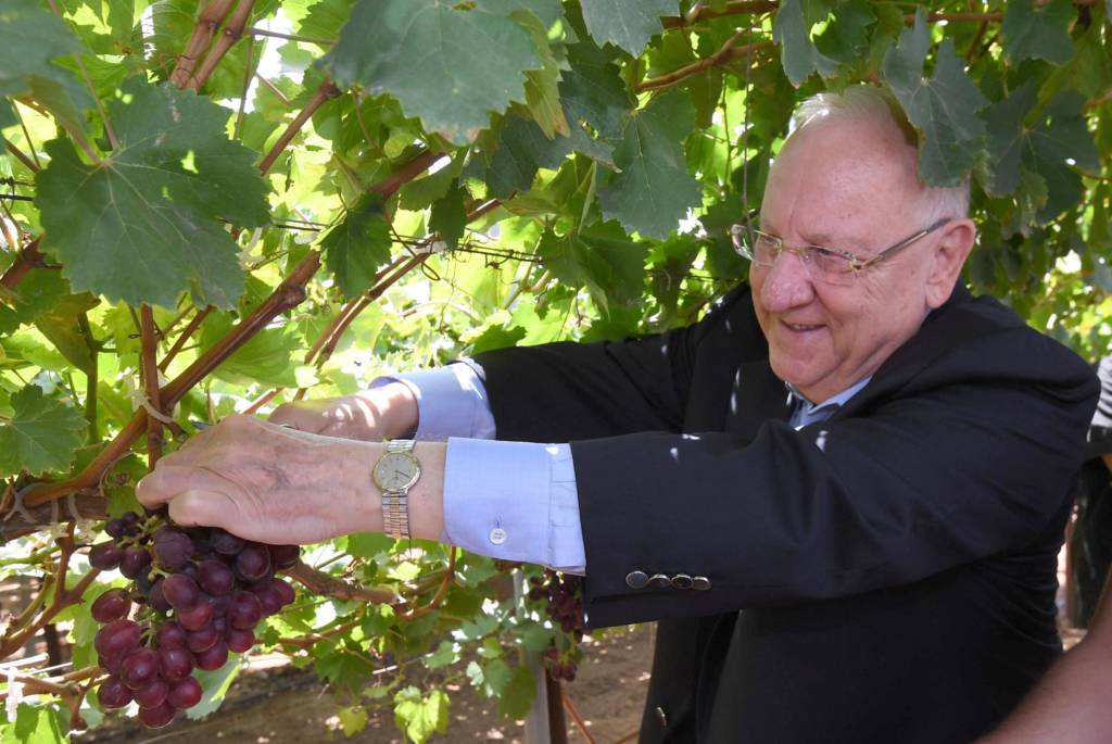 President Rivlin picking Rivlin grapes, named in memory of his wife.