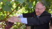 President Rivlin picking Rivlin grapes, named in memory of his wife.