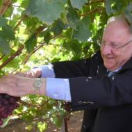 President Rivlin picking Rivlin grapes, named in memory of his wife.