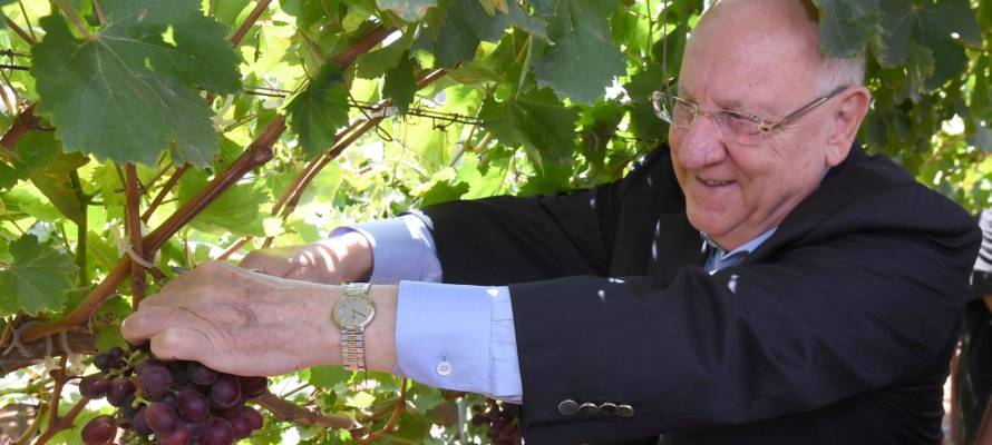 President Rivlin picking Rivlin grapes, named in memory of his wife.