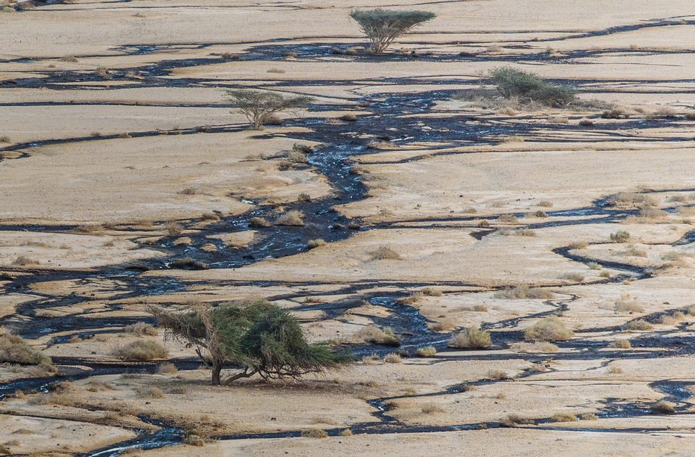 Oil spill in December 2014 in Israel’s Evrona Nature Reserveaa (Alexander Turovsky, Shutterstock)