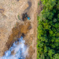 Deforestation in the Amazon rainforest (Shutterstock)