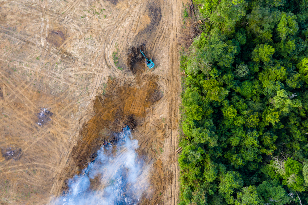 Deforestation in the Amazon rainforest (Shutterstock)