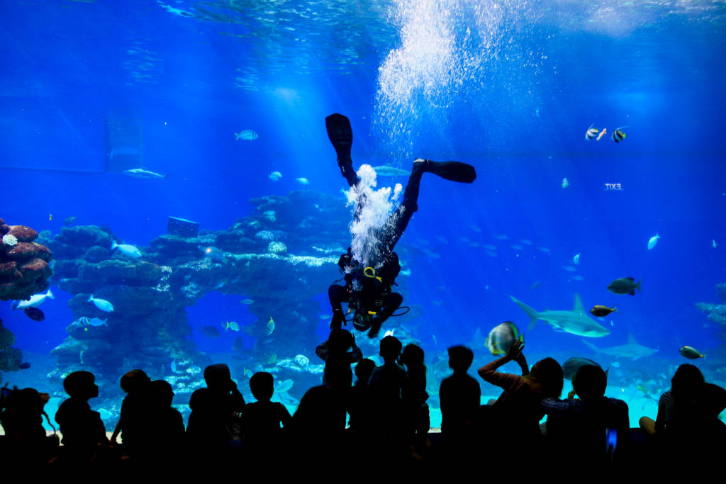 Tourists watch a diver feeding the fish and sharks in the shark tank at the Underwater Observatory in the Red Sea Israeli resort city of Eilat, on November 30, 2019.