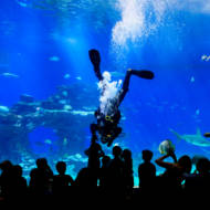 Tourists watch a diver feeding the fish and sharks in the shark tank at the Underwater Observatory in the Red Sea Israeli resort city of Eilat, on November 30, 2019.
