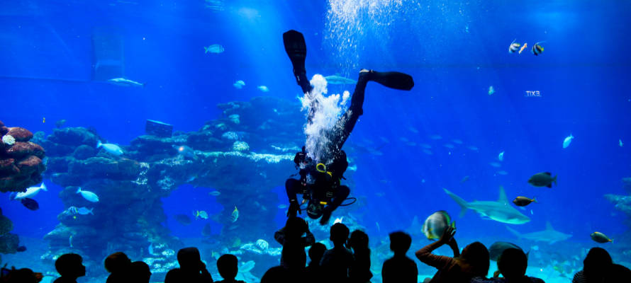 Tourists watch a diver feeding the fish and sharks in the shark tank at the Underwater Observatory in the Red Sea Israeli resort city of Eilat, on November 30, 2019.