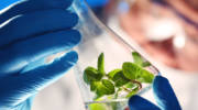 regenerative medicine from plants