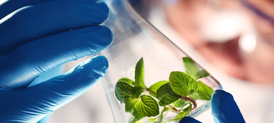 regenerative medicine from plants