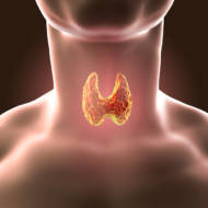 Thyroid gland (Shutterstock)