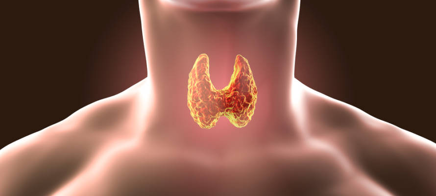 Thyroid gland (Shutterstock)