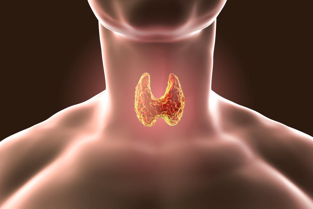 Thyroid gland (Shutterstock)