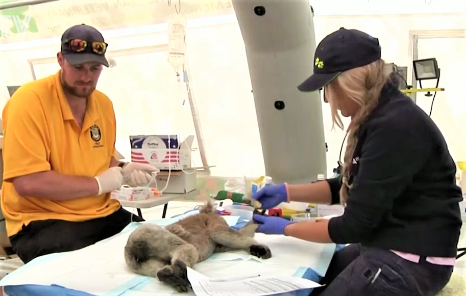 Aid workers treat injured Australian animals