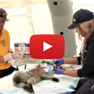 Aid workers treat injured Australian animals