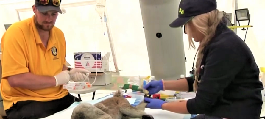 Aid workers treat injured Australian animals