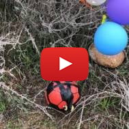 Explosive soccer ball attached to balloons