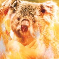 Koala in Australian wildfire (Shutterstock)