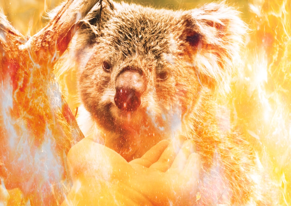 Koala in Australian wildfire (Shutterstock)