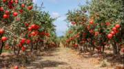 Ripe pomegranate trees